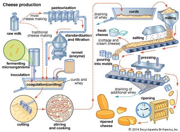 Cheese Making Process